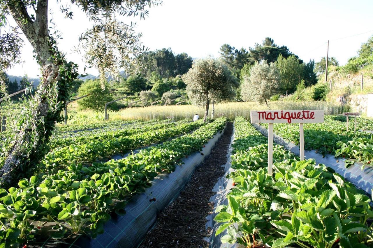 Verde Agua Agroturismo E Agricultura Biologica Couto Bagian luar foto